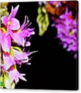 Dendrobium Miyakei Orchids At The Conservatory 4 Canvas Print