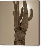 Desert Cactus Canvas Print