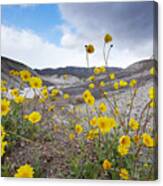 Desert Gold In Death Valley Canvas Print