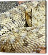 Desert Horned Viper Canvas Print