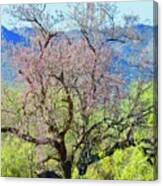 Desert Ironwood Beauty Canvas Print