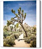 Desert Path. Joshua Tree National Park Canvas Print