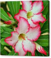 Desert Rose With Buds And Water Canvas Print