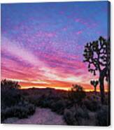 Desert Sunrise At Joshua Tree Canvas Print