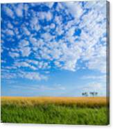 Desert Wheat Canvas Print