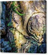Details In The Rock Canvas Print