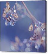 Dewdrops Canvas Print