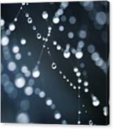 Dewdrops On Cobweb 003 Canvas Print