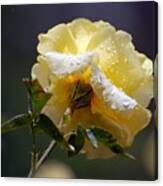 Dewy Yellow Rose 1 Canvas Print