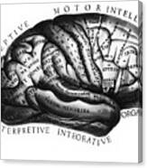 Diagram Of Brain Functions Canvas Print