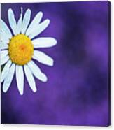 Single Daisy With Purple Background Canvas Print