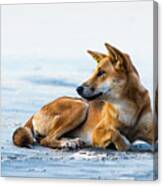 Dingo On Fraser Island Beach Canvas Print