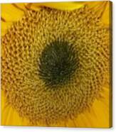 Disk Of A Sunflower Canvas Print