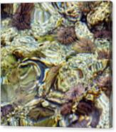 Distorted Tide Pool Canvas Print
