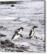 Diving Adelie Penguins, Paulet Island, Antarctica Canvas Print