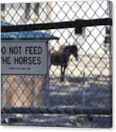 Do Not Feed The Horses Canvas Print