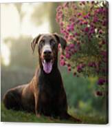 Doberman Pinscher Canvas Print