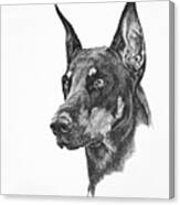 Doberman Trial Show Dog With A Long Ear Cut_dobe Canvas Print
