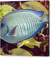 Doctorfish Canvas Print