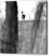 Doe In Autumn Black And White Canvas Print