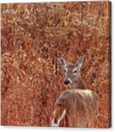 Doe In Red Grass Canvas Print