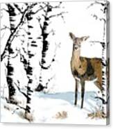 Doe In The Birch Trees Canvas Print