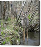 Does Strolling Along A Stream Canvas Print