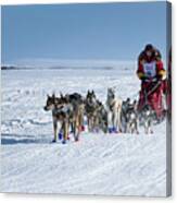 Dog Team On Iditarod Trail Canvas Print