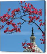 Dogwood Over The Capitol Canvas Print