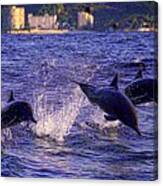 Dolphins Canvas Print
