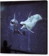 Dolphinspiration Canvas Print