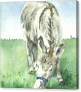 Donkey In A Pasture Canvas Print