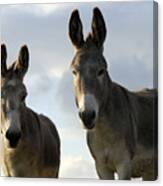 Donkeys #599 Canvas Print