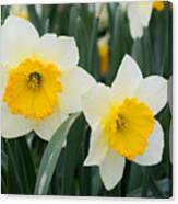 Double Daffodils Canvas Print
