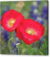Double Take-two Red Poppies. Canvas Print