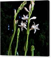 Double Tuberose In Bloom Canvas Print