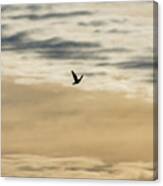 Dove In The Clouds Canvas Print