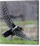 Downy Woodpecker In Flight Canvas Print