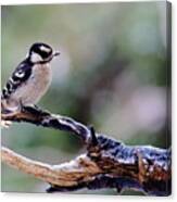 Downy Woodpecker With Snow Canvas Print