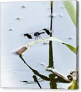 Dragon Fly Canvas Print