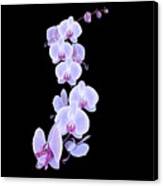 Dragon Orchid Canvas Print