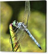 Dragonfly 2 Canvas Print