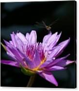 Dragonfly And Purple Lotus Waterlily Canvas Print