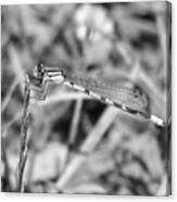 #dragonfly #bwphoto #bnwlovers Canvas Print