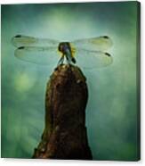 Dragonfly Dreams Canvas Print