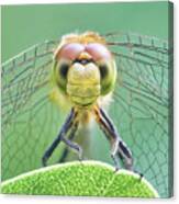 Dragonfly Face Canvas Print