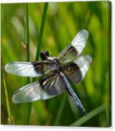 Dragonfly Canvas Print