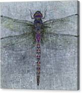Dragonfly On Distressed Background And Blue Accents Canvas Print