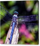 Dragonfly On Driftwood Canvas Print