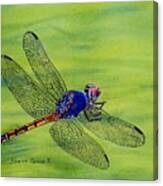 Dragonfly On Green Canvas Print
